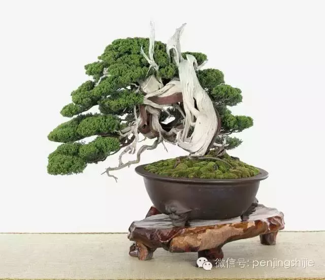 最美的100盆真柏盆景(建議收藏)