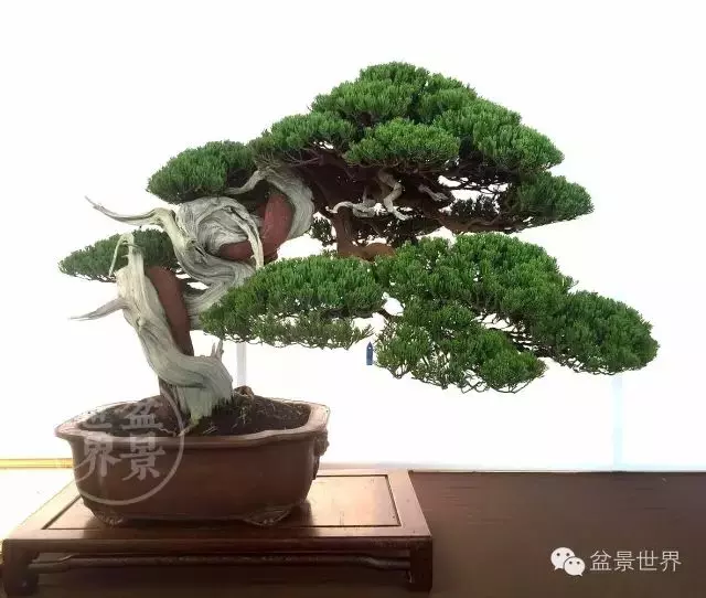 最美的100盆真柏盆景(建議收藏)