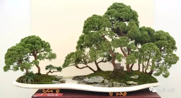 最美的100盆真柏盆景(建議收藏)