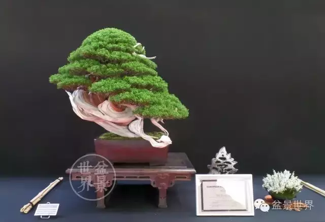 最美的100盆真柏盆景(建議收藏)