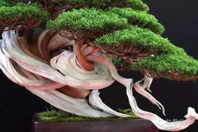 最美的100盆真柏盆景(建議收藏)