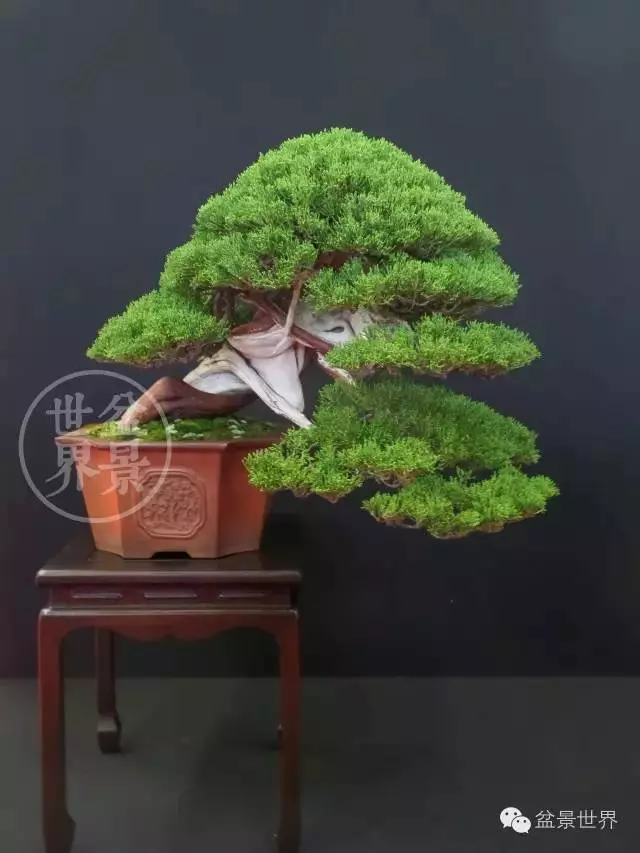 最美的100盆真柏盆景(建議收藏)