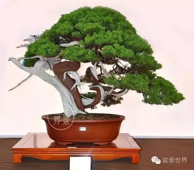 最美的100盆真柏盆景(建議收藏)