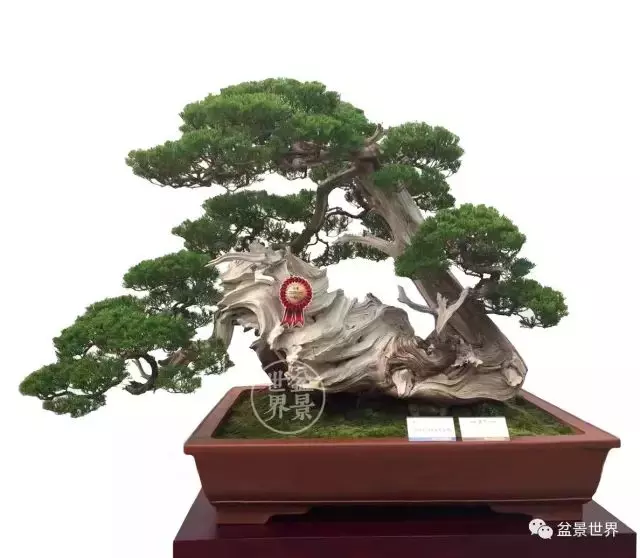 最美的100盆真柏盆景(建議收藏)