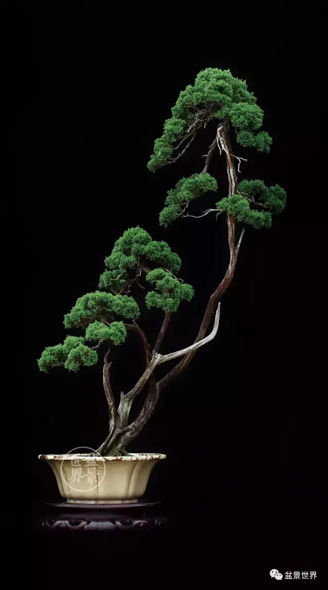 最美的100盆真柏盆景(建議收藏)