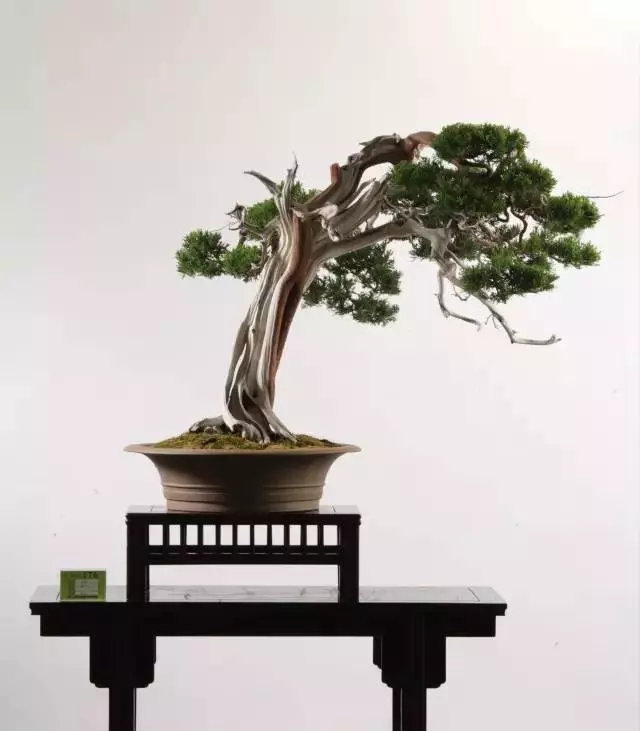 最美的100盆真柏盆景(建議收藏)