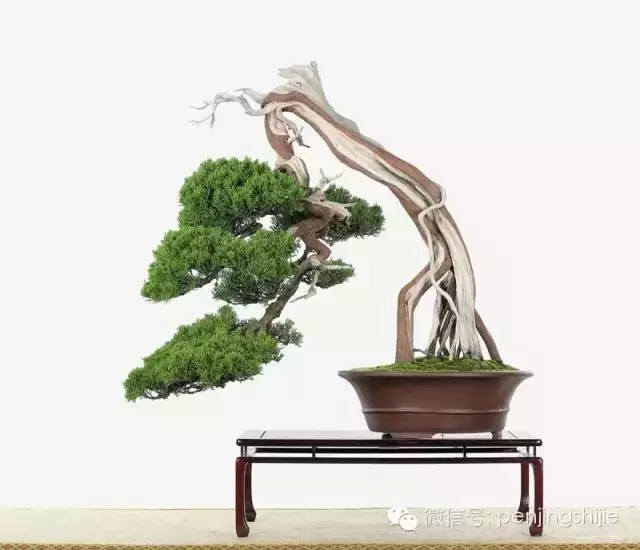 最美的100盆真柏盆景(建議收藏)