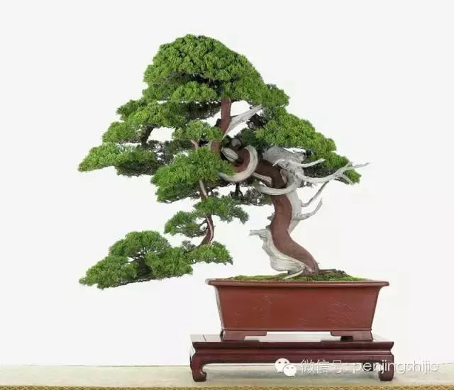 最美的100盆真柏盆景(建議收藏)
