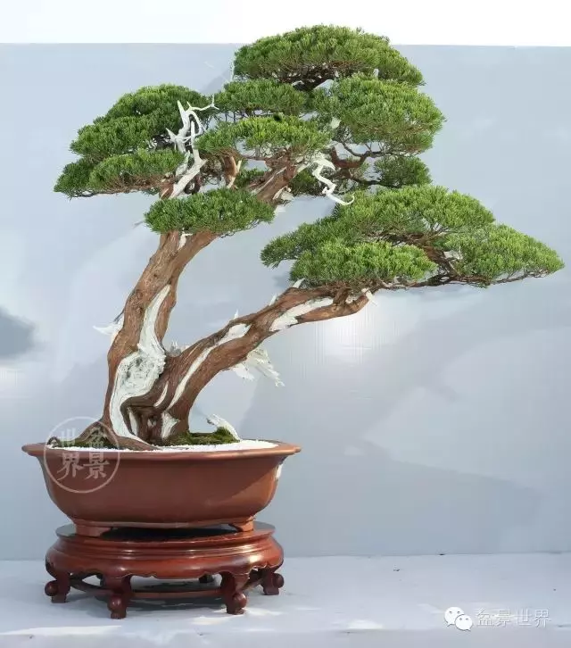 最美的100盆真柏盆景(建議收藏)