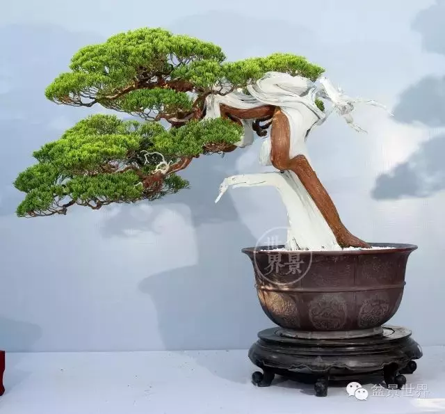 最美的100盆真柏盆景(建議收藏)