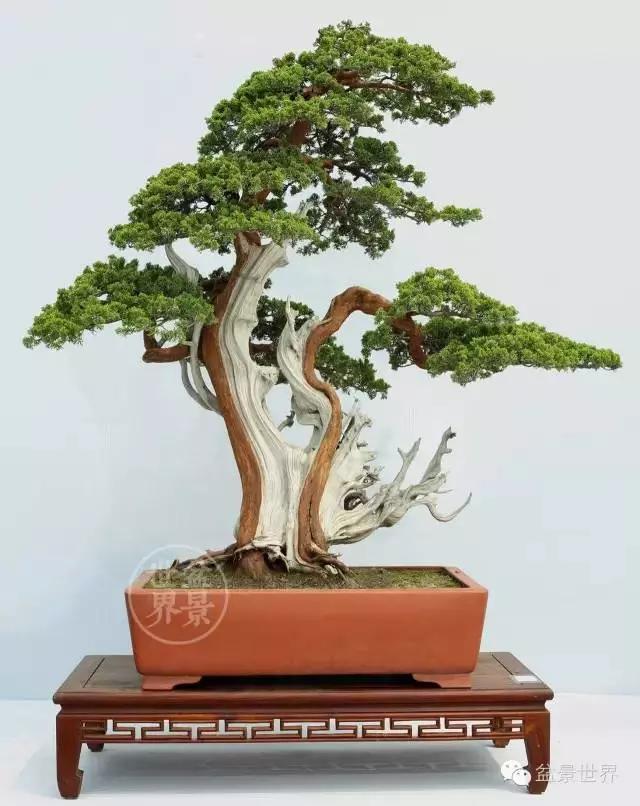 最美的100盆真柏盆景(建議收藏)