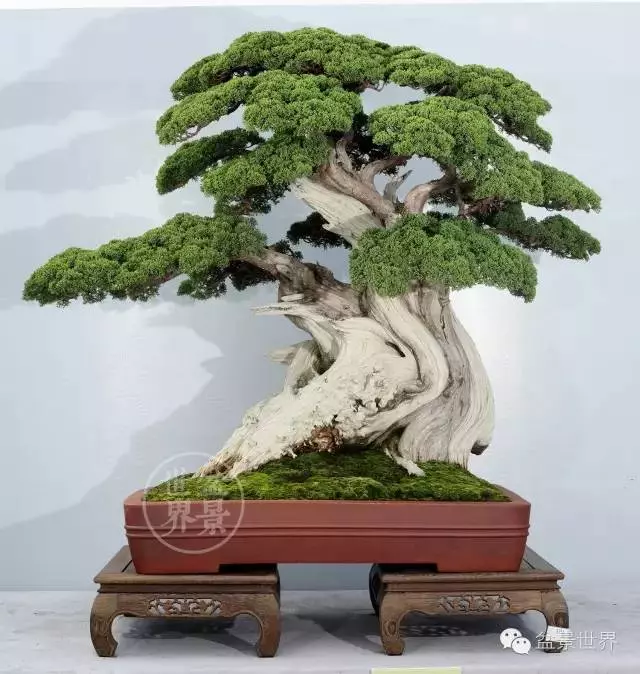 最美的100盆真柏盆景(建議收藏)