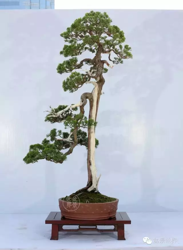 最美的100盆真柏盆景(建議收藏)