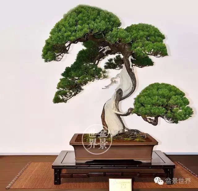 最美的100盆真柏盆景(建議收藏)
