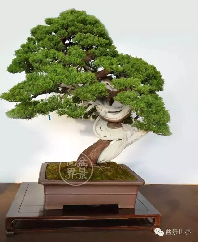 最美的100盆真柏盆景(建議收藏)