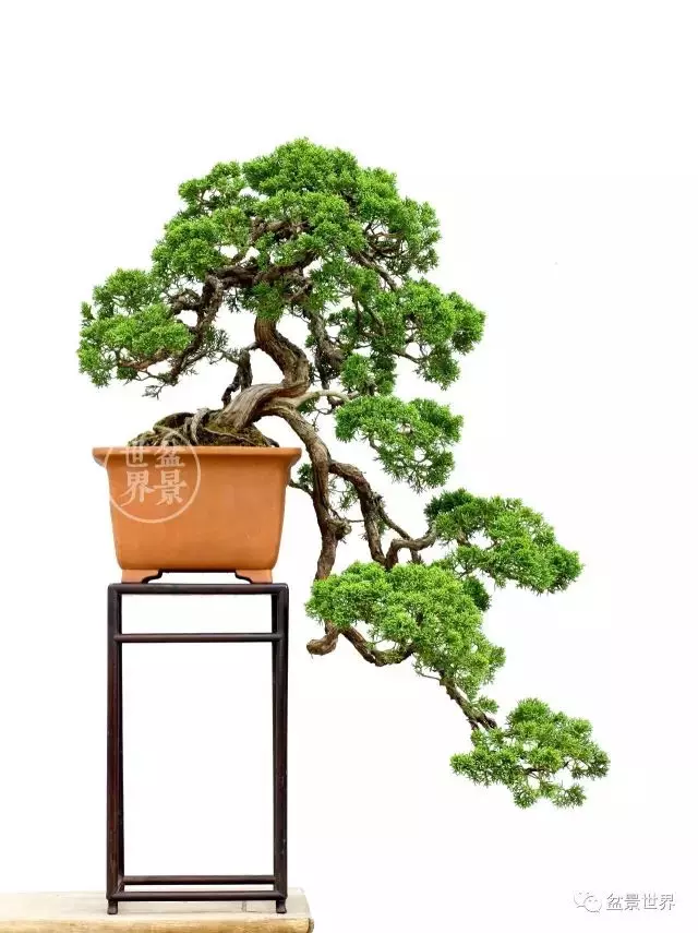 最美的100盆真柏盆景(建議收藏)
