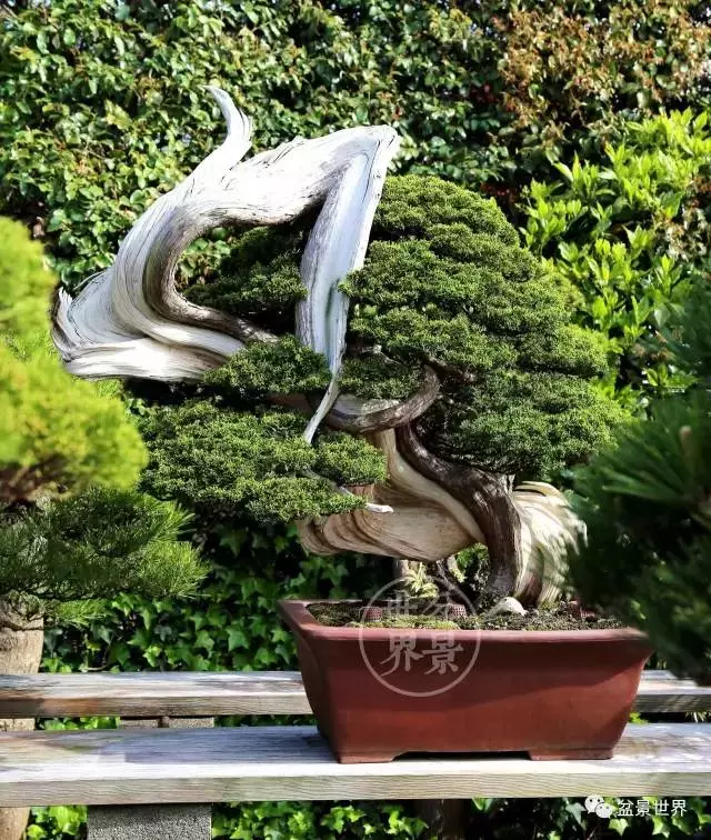 最美的100盆真柏盆景(建議收藏)