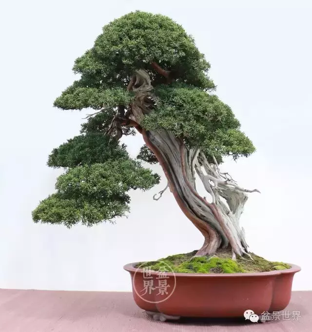 最美的100盆真柏盆景(建議收藏)