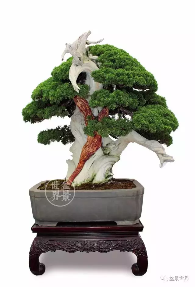 最美的100盆真柏盆景(建議收藏)