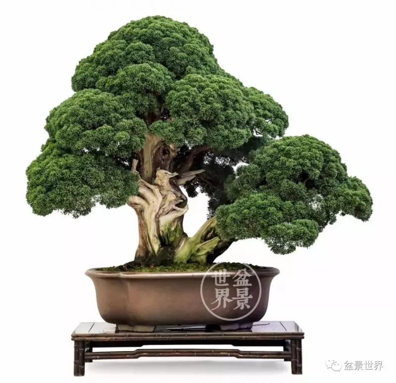 最美的100盆真柏盆景(建議收藏)