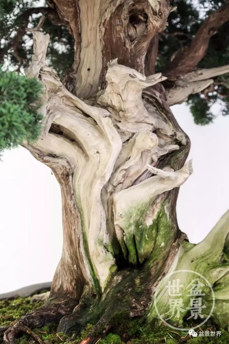 最美的100盆真柏盆景(建議收藏)