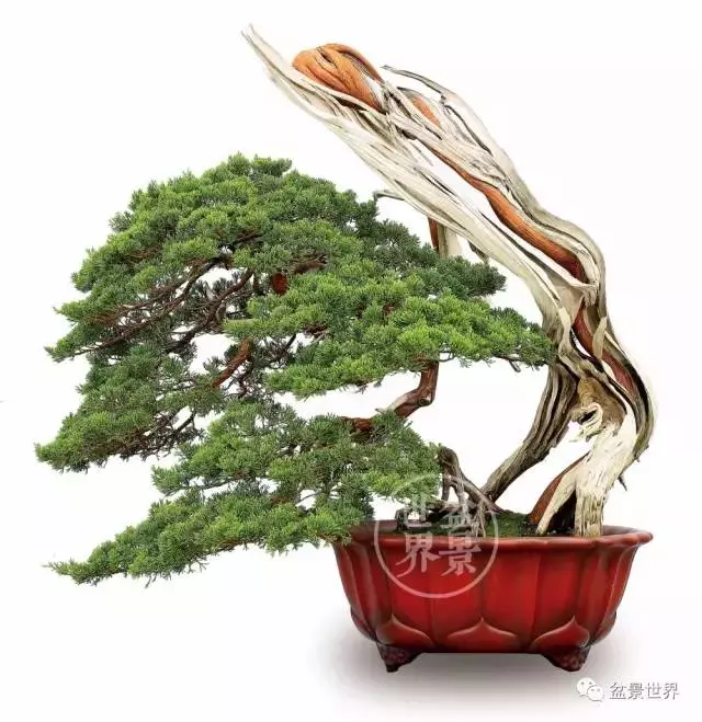 最美的100盆真柏盆景(建議收藏)