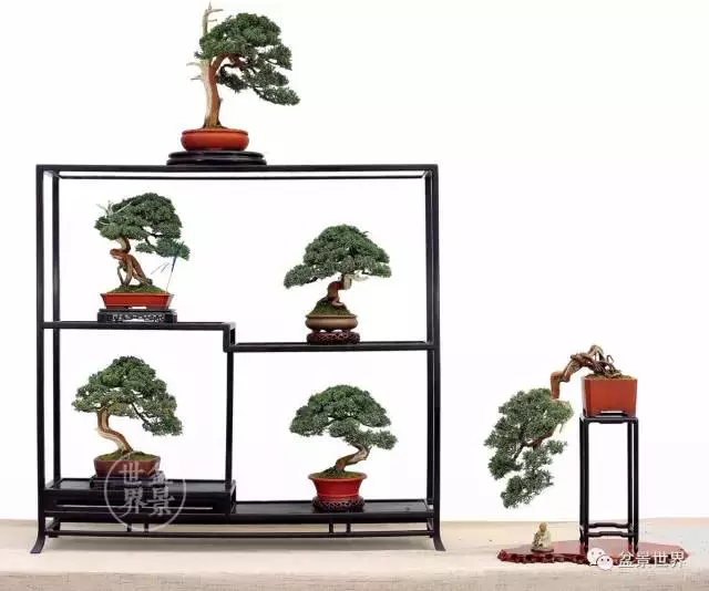 最美的100盆真柏盆景(建議收藏)