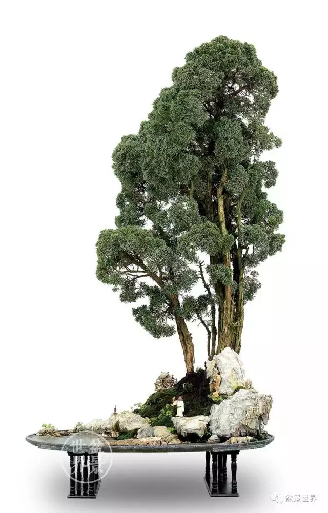 最美的100盆真柏盆景(建議收藏)