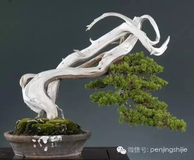 最美的100盆真柏盆景(建議收藏)