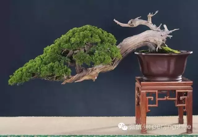 最美的100盆真柏盆景(建議收藏)
