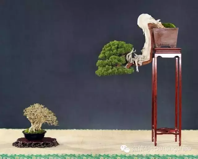 最美的100盆真柏盆景(建議收藏)
