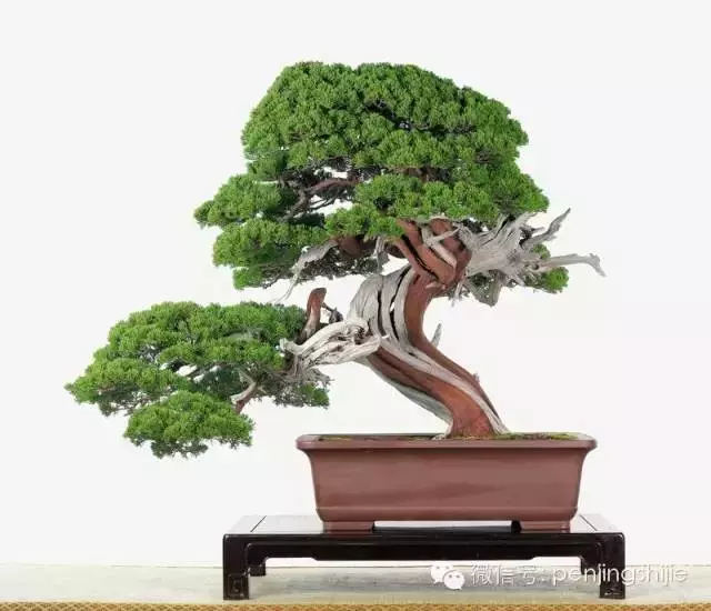 最美的100盆真柏盆景(建議收藏)