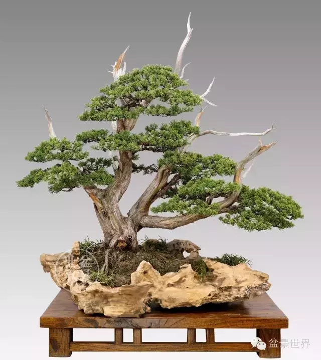 最美的100盆真柏盆景(建議收藏)