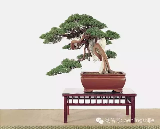 最美的100盆真柏盆景(建議收藏)