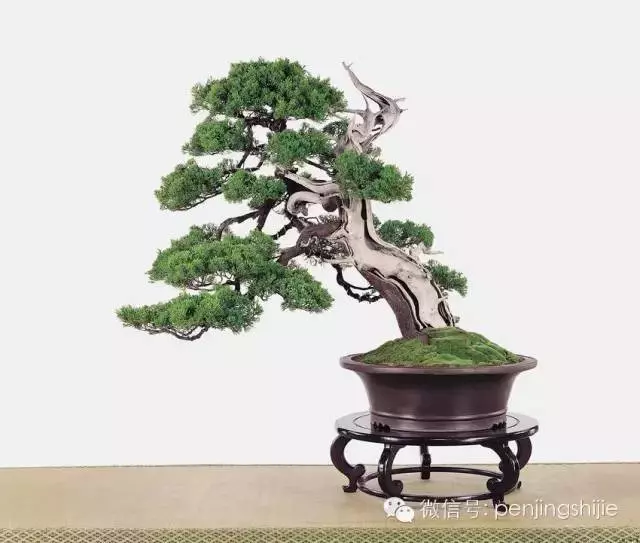 最美的100盆真柏盆景(建議收藏)
