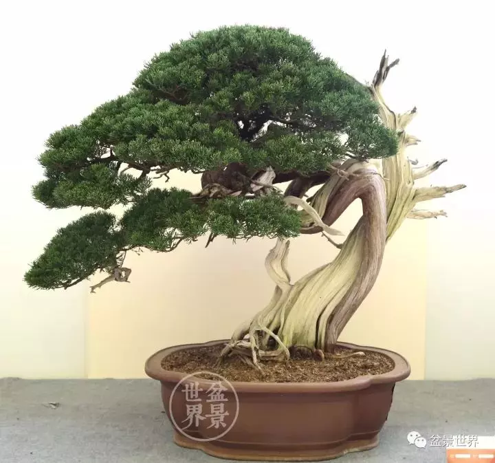 最美的100盆真柏盆景(建議收藏)