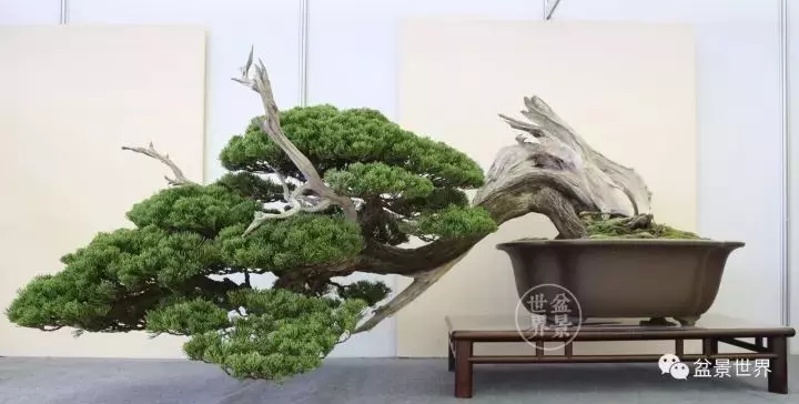 最美的100盆真柏盆景(建議收藏)
