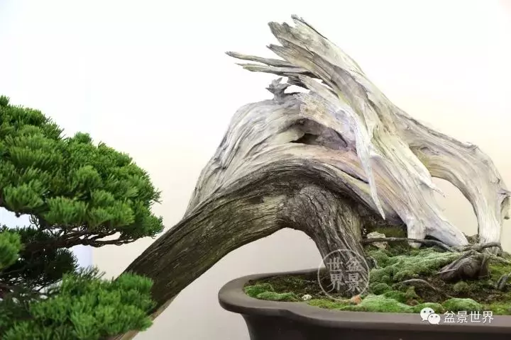 最美的100盆真柏盆景(建議收藏)
