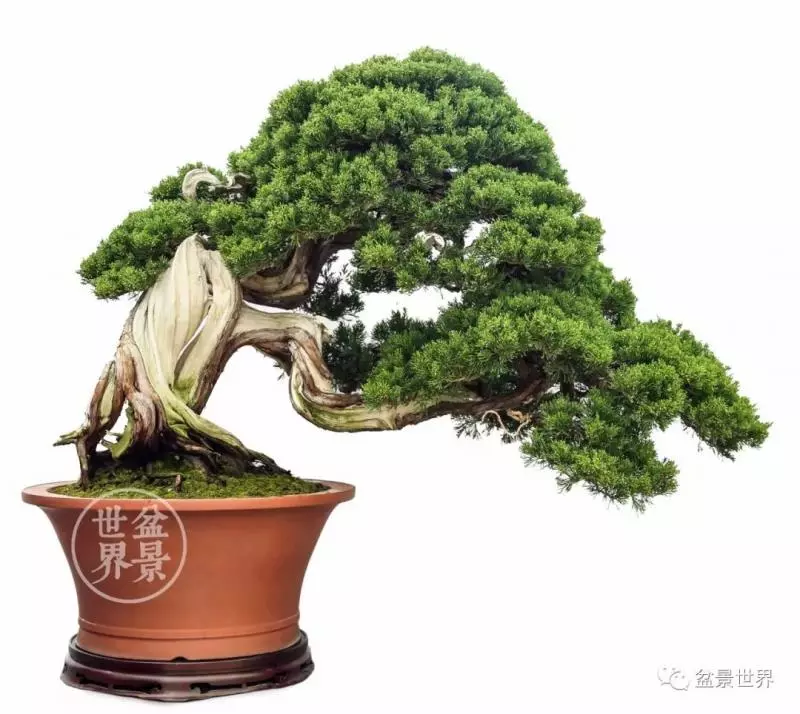 最美的100盆真柏盆景(建議收藏)