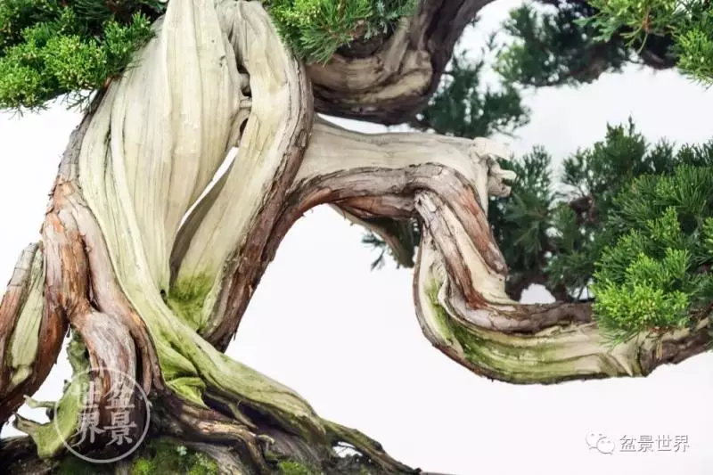 最美的100盆真柏盆景(建議收藏)