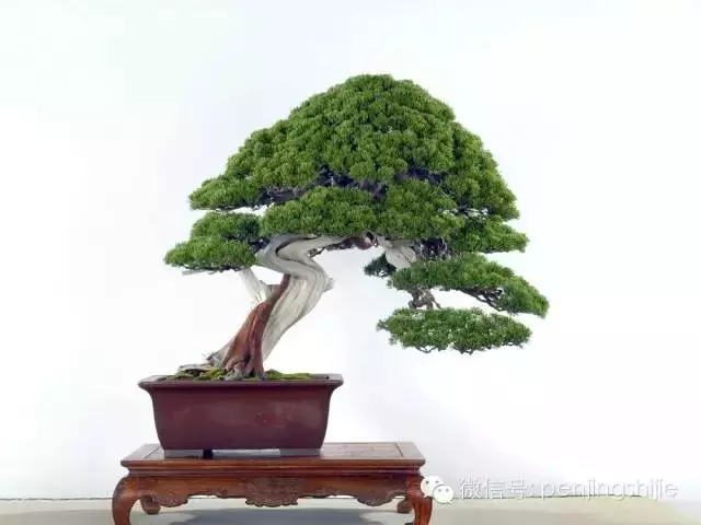 最美的100盆真柏盆景(建議收藏)