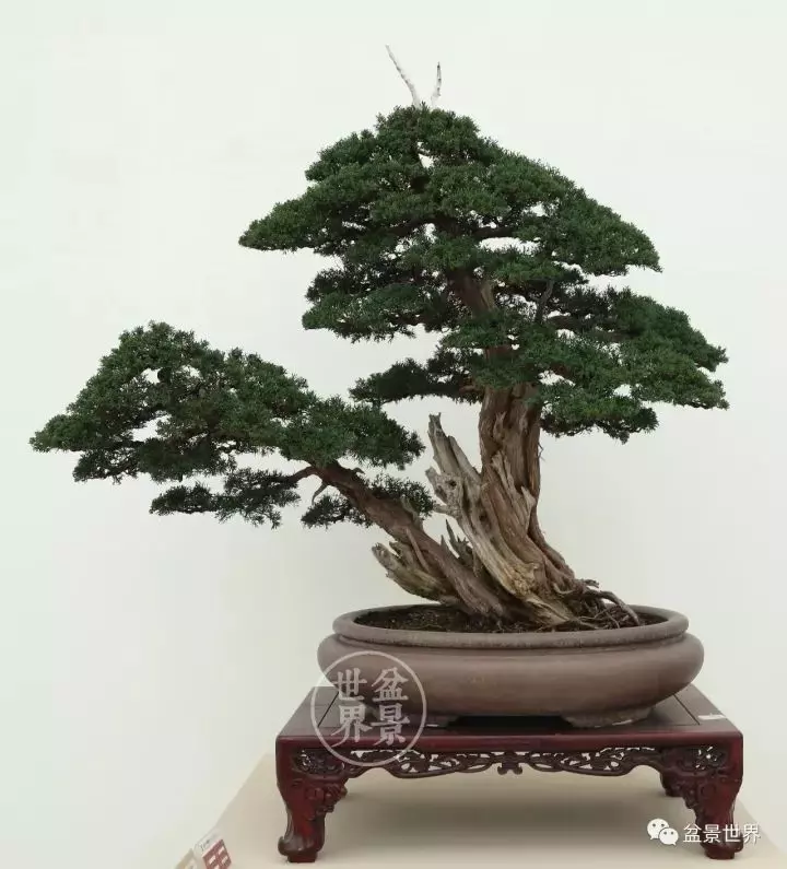 最美的100盆真柏盆景(建議收藏)