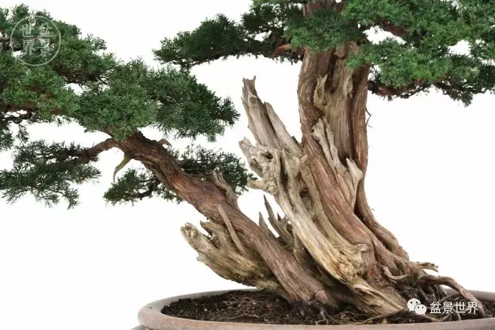 最美的100盆真柏盆景(建議收藏)