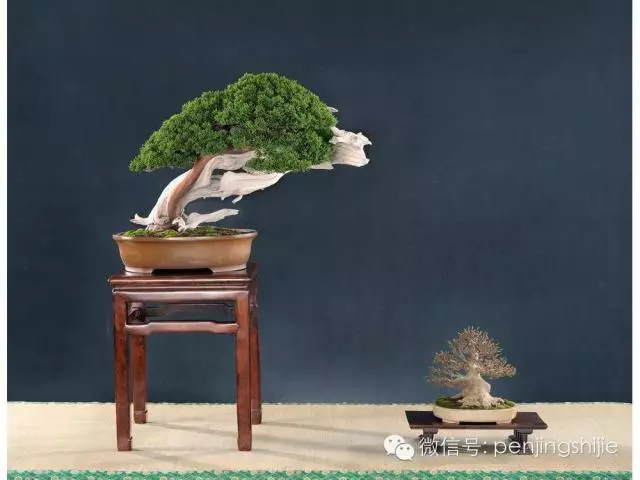 最美的100盆真柏盆景(建議收藏)