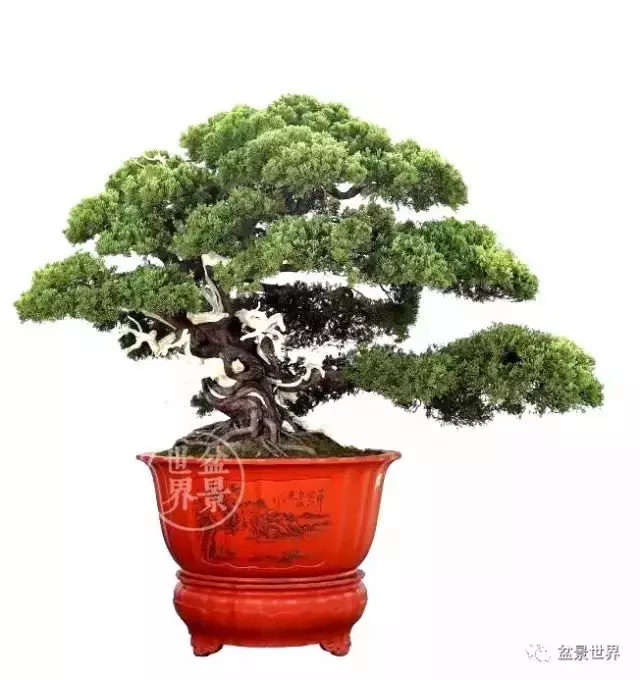最美的100盆真柏盆景(建議收藏)
