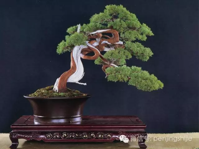 最美的100盆真柏盆景(建議收藏)