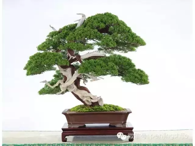 最美的100盆真柏盆景(建議收藏)