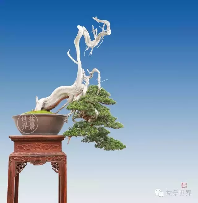 最美的100盆真柏盆景(建議收藏)