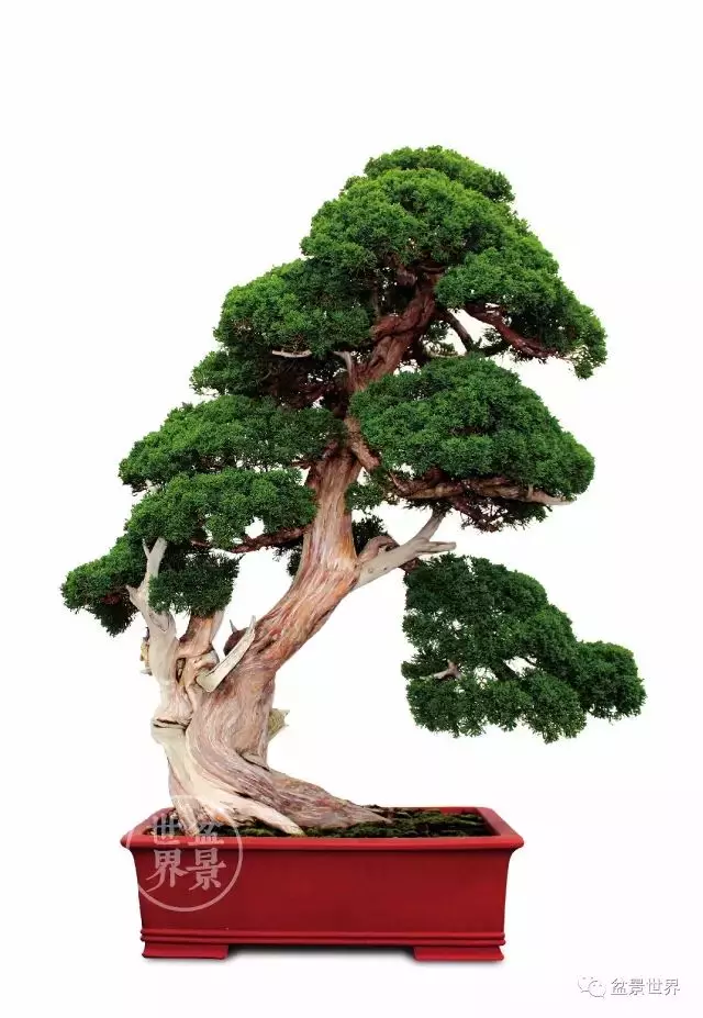 最美的100盆真柏盆景(建議收藏)