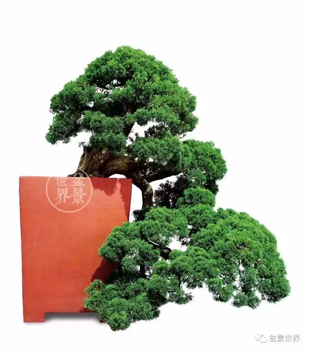 最美的100盆真柏盆景(建議收藏)